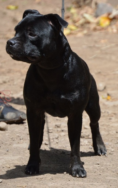 Jewel of maloya du Domaine d'Ishtar